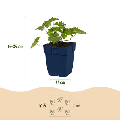 Géranium 'Rozanne' en pot de 11cm, hauteur 15-25cm, avec un schéma indiquant 6 plants par m² pour la couverture du sol.