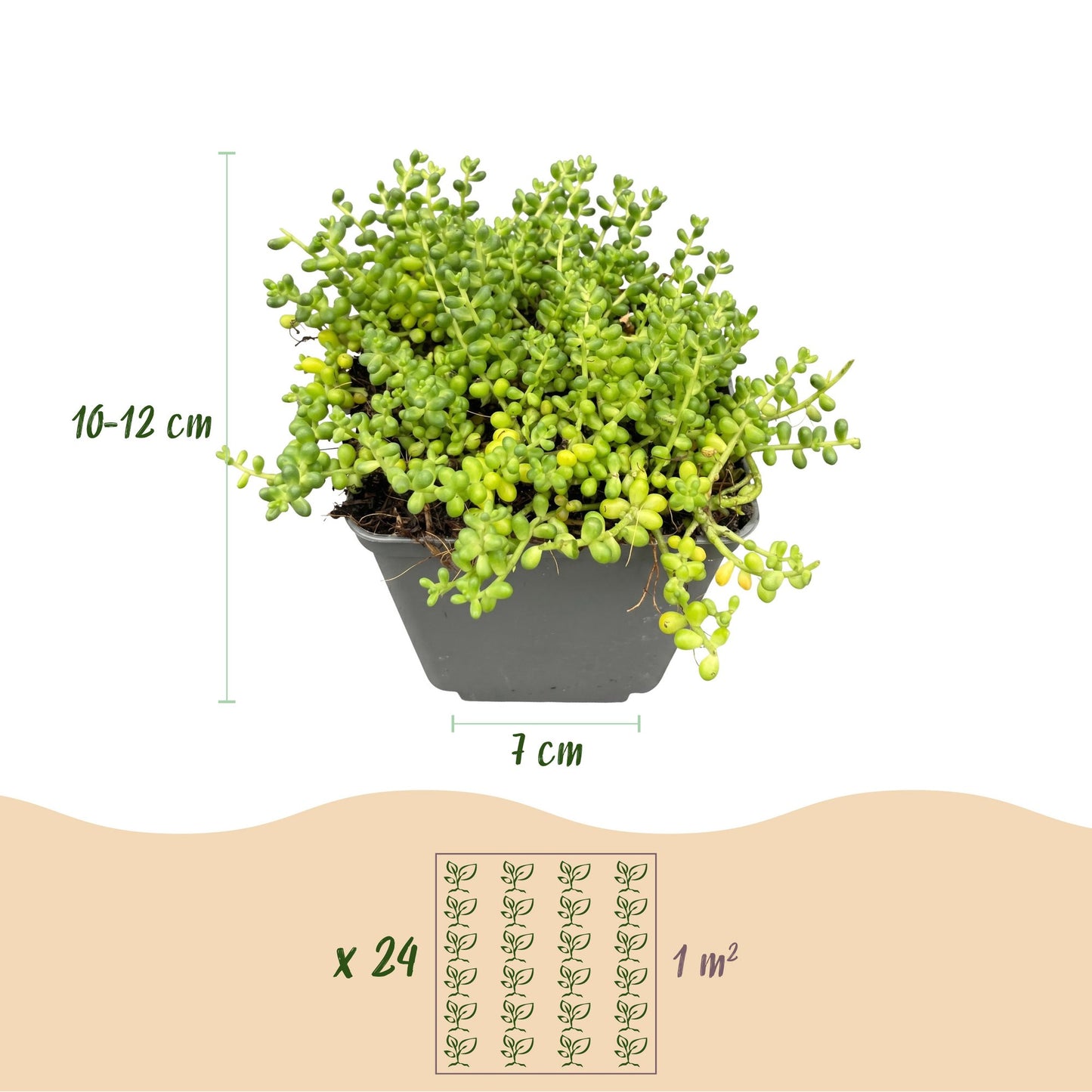 mélange de plantes de rocaille : plante en pot de 7 cm de diamètre, hauteur 10-12 cm, avec un guide de plantation de 24 plants par m².