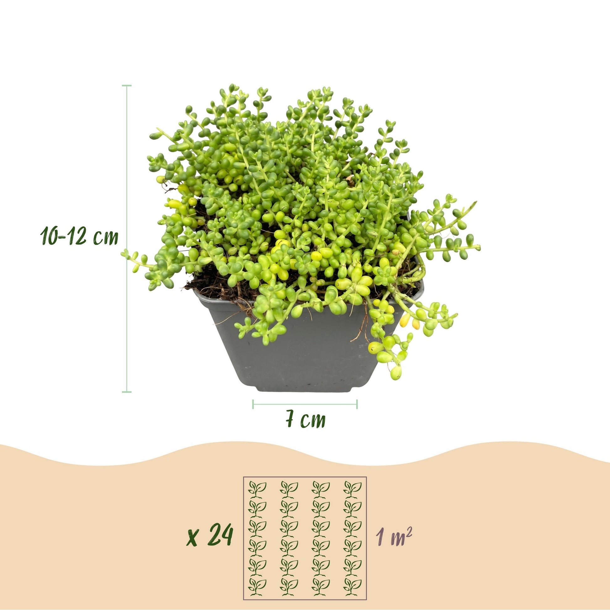 mélange de plantes de rocaille : plante en pot de 7 cm de diamètre, hauteur 10-12 cm, avec un guide de plantation de 24 plants par m².