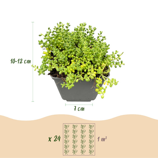 mélange de plantes de rocaille : plante en pot de 7 cm de diamètre, hauteur 10-12 cm, avec un guide de plantation de 24 plants par m².