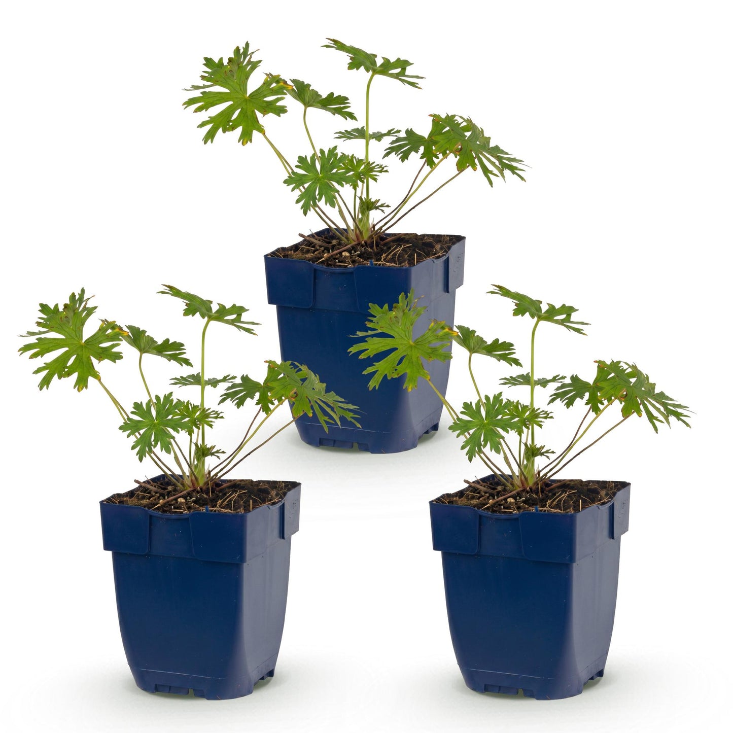 Géranium Johnson's Blue : 3 plants vivaces en pot de 11cm, hauteur 15-25cm, pour un couvre-sol sur fond blanc uni.