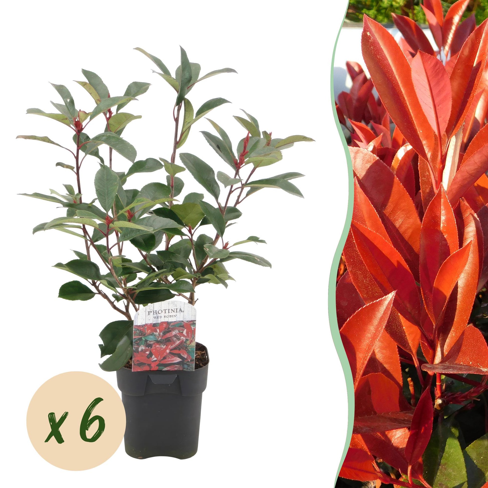 Photinia fraseri Red Robin. Jeune plant en pot de 17cm avec feuilles vertes et pousses rouges. Bulle "x 6" indiquant la quantité du lot.