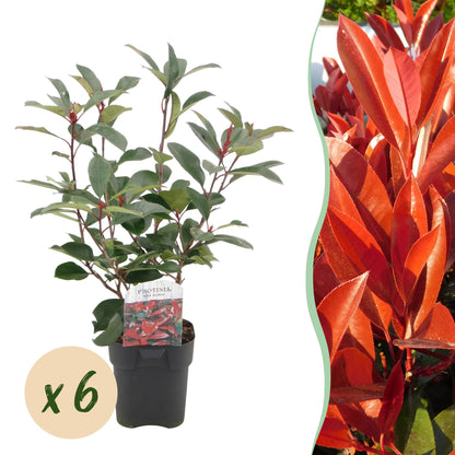 Photinia fraseri Red Robin. Jeune plant en pot de 17cm avec feuilles vertes et pousses rouges. Bulle "x 6" indiquant la quantité du lot.