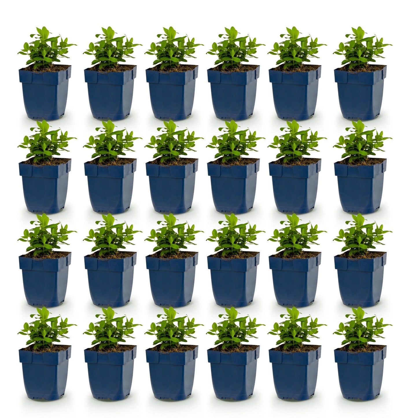 Hypericum calycinum - millepertuis. Un lot de 25 jeunes plants en pots bleus, sur un fond blanc uni, prêts à être plantés.