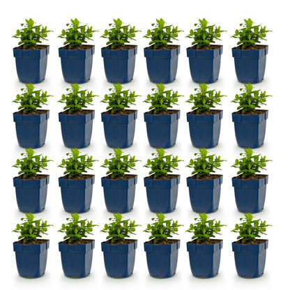 Hypericum calycinum - millepertuis. Un lot de 25 jeunes plants en pots bleus, sur un fond blanc uni, prêts à être plantés.