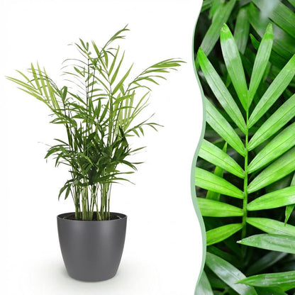 Plante d'intérieur - Chamaedorea elegans - Palmier en or - Plante amicale pour les animaux - Vert - 1 Plante - avec Pot Gris - Pot de 12cm - Hauteur de 15cm