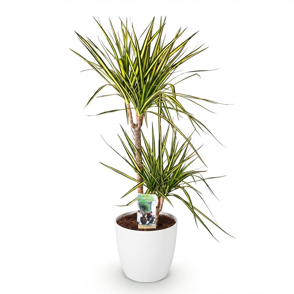 Plantes d'intérieur - Dracaena Sunray - Arbre à dragon - Peu d'entretien - Vert - jaune - 1 Plante - avec Potter Blanc - Pot 21cm - Hauteur 90-100cm