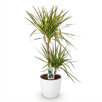 Plantes d'intérieur - Dracaena Sunray - Arbre à dragon - Peu d'entretien - Vert - jaune - 1 Plante - avec Potter Blanc - Pot 21cm - Hauteur 90-100cm