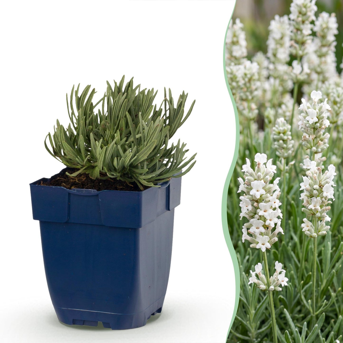 Lavande 'Hidcote' blanche en pot sur fond blanc, avec un aperçu de ses fleurs blanches délicates en arrière-plan flou.