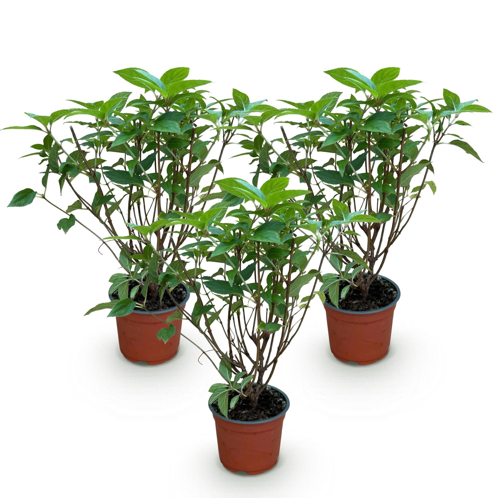 Hydrangea paniculata Limelight : trois jeunes plants d'hortensia en panicule vert lime, en pot, sur fond blanc uni, prêts à être plantés.
