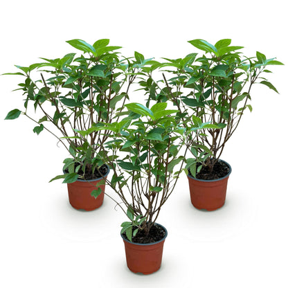 Hydrangea paniculata Limelight : trois jeunes plants d'hortensia en panicule vert lime, en pot, sur fond blanc uni, prêts à être plantés.