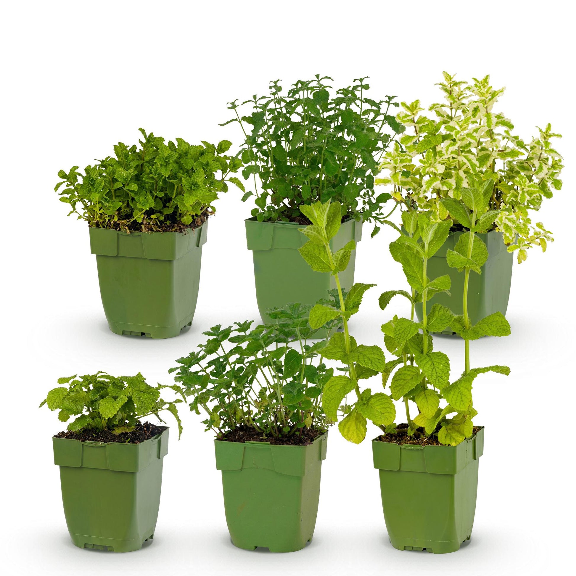 Herbes à thé, pack de 6 plantes vivaces de différentes espèces et couleurs, en pots de 11cm, hauteur 15-25cm, sur fond blanc.