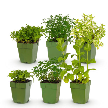 Herbes à thé, pack de 6 plantes vivaces de différentes espèces et couleurs, en pots de 11cm, hauteur 15-25cm, sur fond blanc.