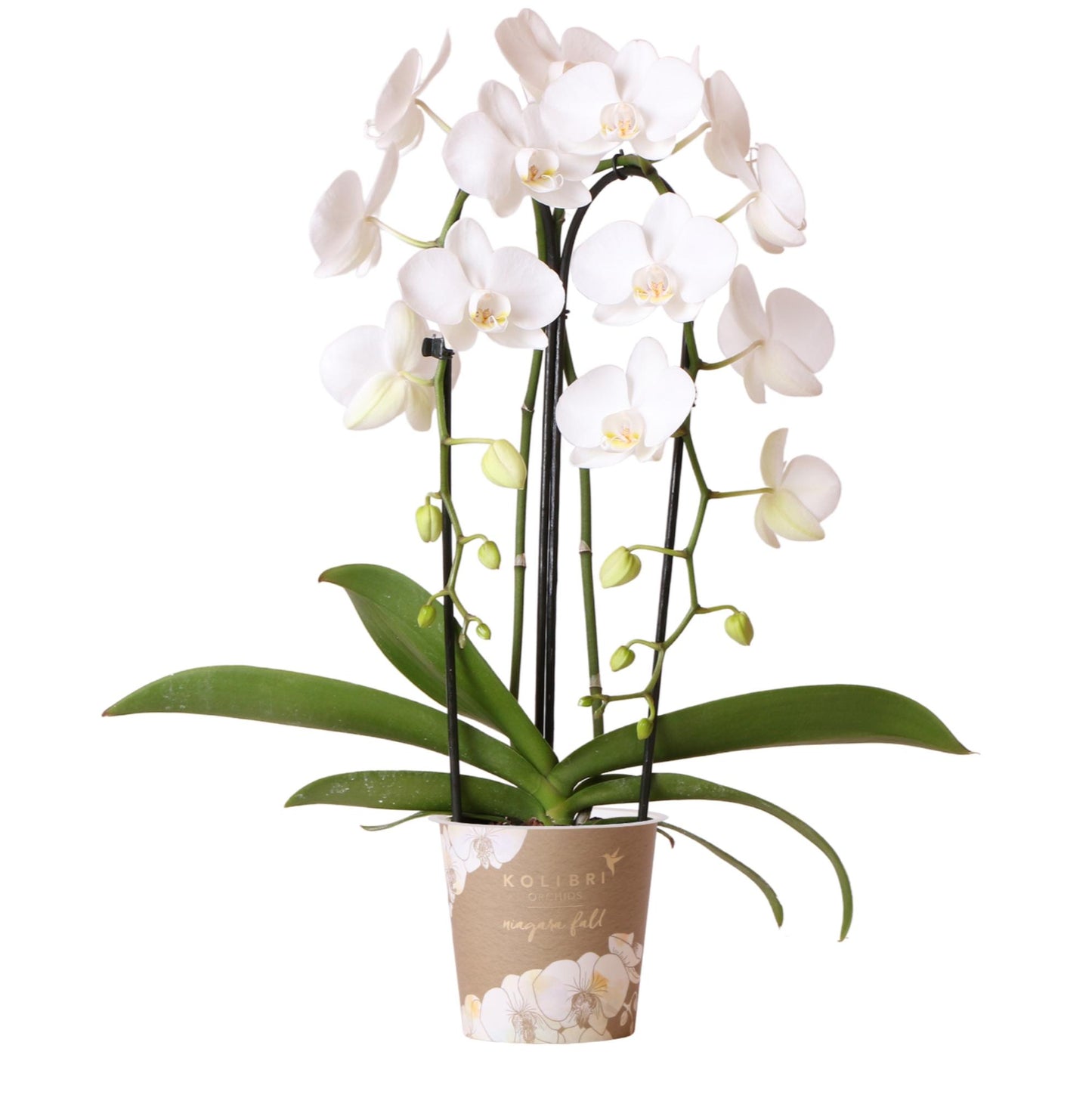 Orchidée Phalaenopsis blanche en pot