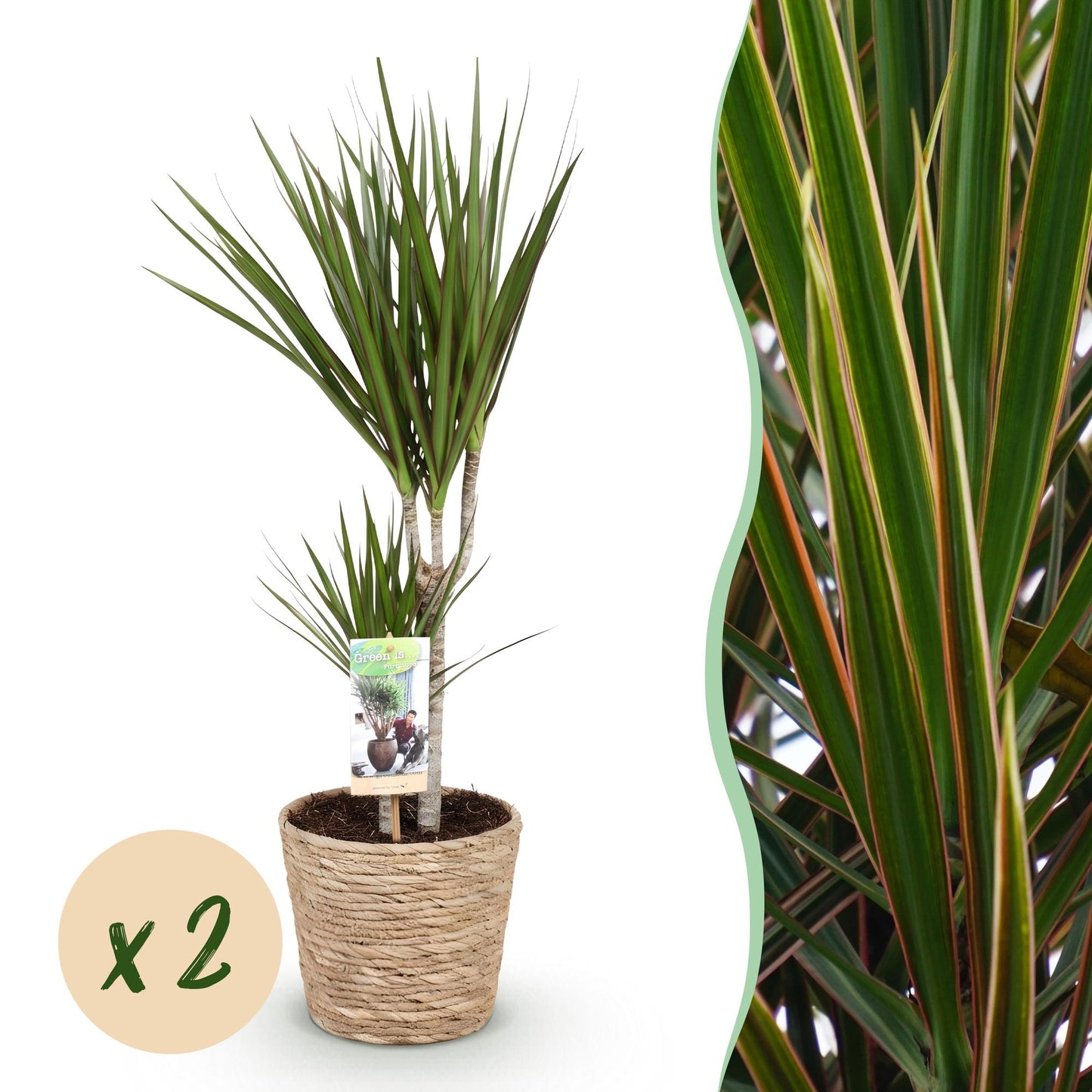 Image en deux panneaux montrant un Dracaena Marginata avec un pot en fibres tressées et un gros plan du feuillage vert aux bords rougeâtres