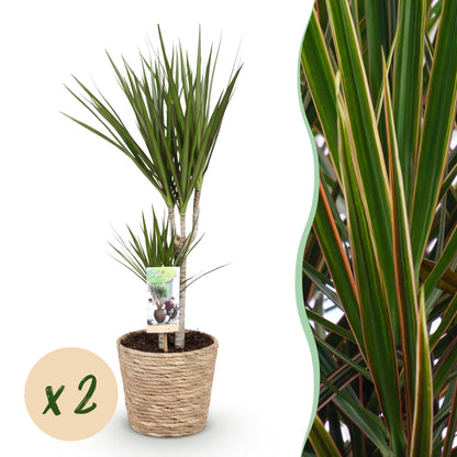 Image en deux panneaux montrant un Dracaena Marginata avec un pot en fibres tressées et un gros plan du feuillage vert aux bords rougeâtres