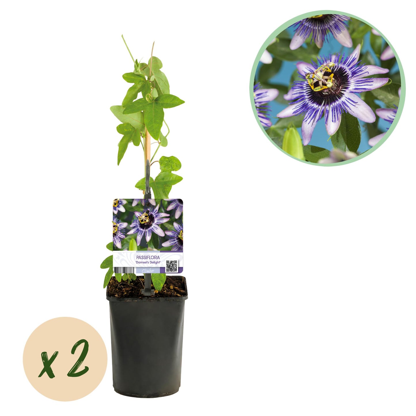 Passiflora Damsels Delight, deux plants en pot avec un tuteur, accompagnés d'une pastille 'x2' et d'un gros plan de fleur violette et blanch
