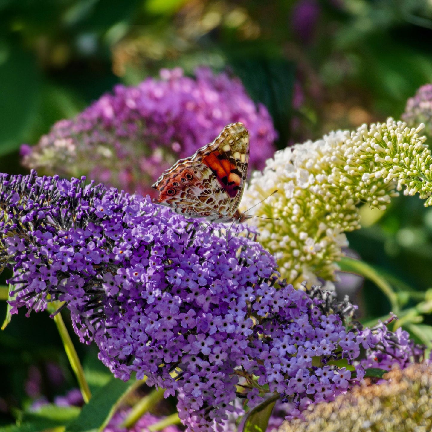 Buddleja davidii Tricolour : Un papillon aux ailes orangées et noires se pose délicatement sur les fleurs violettes de l'arbuste à papillons