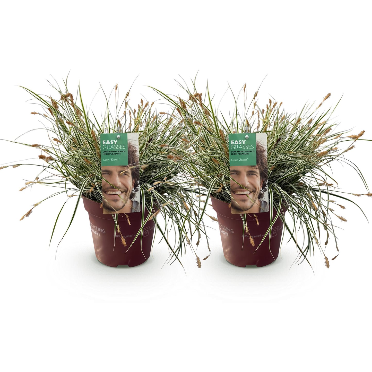 Carex oshimensis Everest. Deux plants de graminées ornementales en pot, feuillage vert et blanc persistant, sur fond blanc.