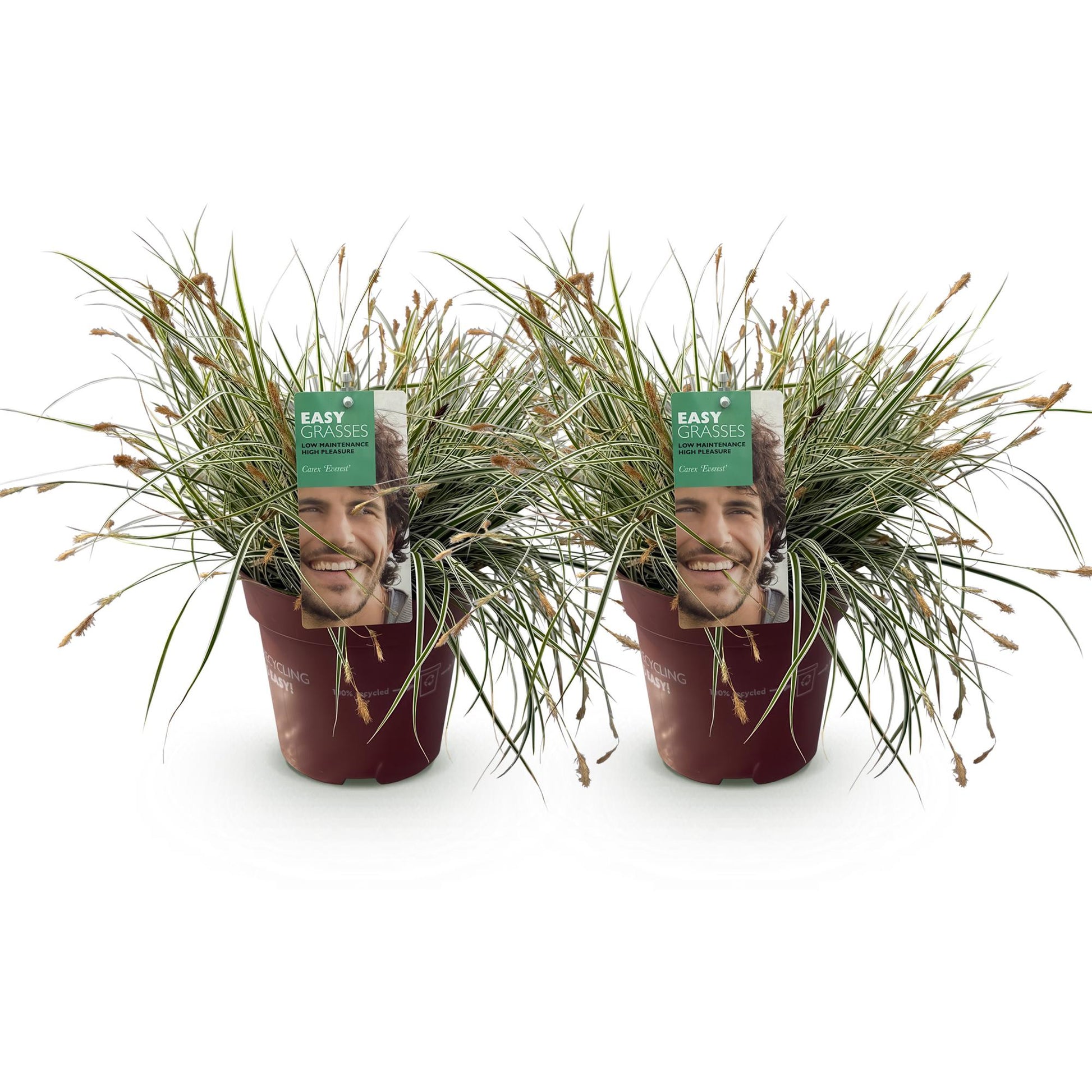Carex oshimensis Everest. Deux plants de graminées ornementales en pot, feuillage vert et blanc persistant, sur fond blanc.