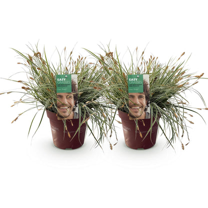 Carex oshimensis Everest. Deux plants de graminées ornementales en pot, feuillage vert et blanc persistant, sur fond blanc.