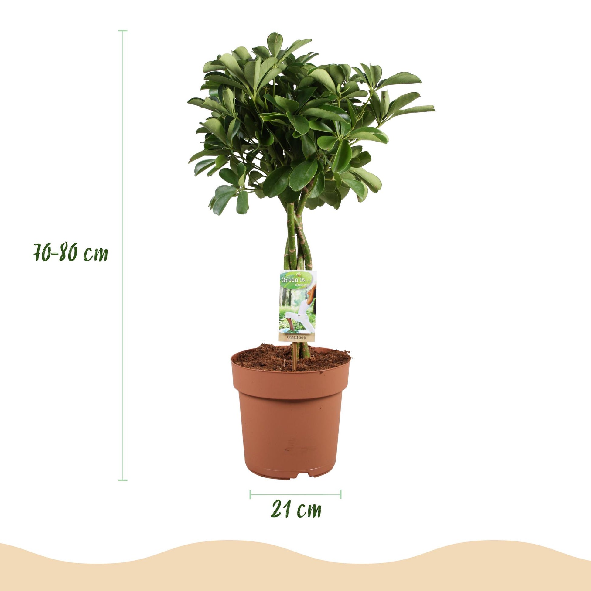 Plantes d'intérieur - Schefflera Nora - Arbre à doigts - Peu d'entretien - Vert - 1 Plante - Pot 21cm - Hauteur 70-82cm