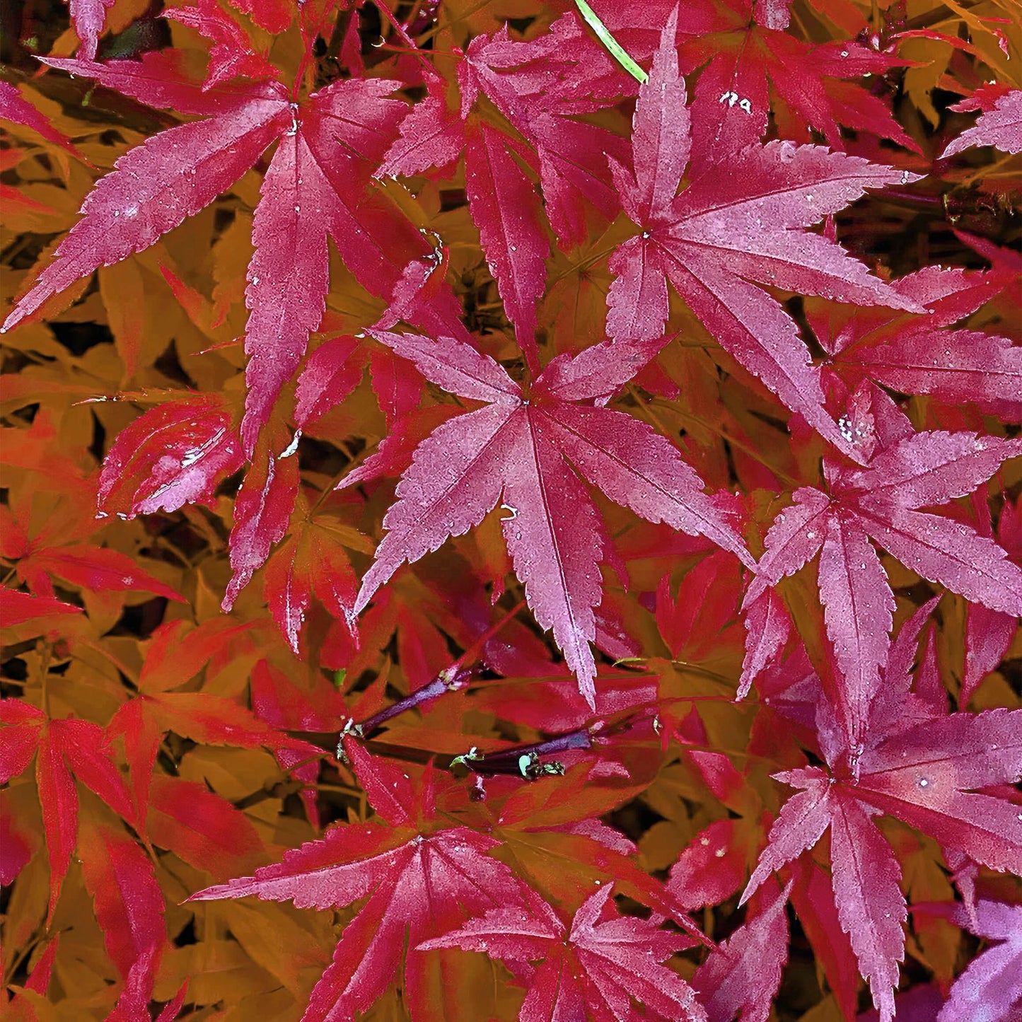 Érable japonais Acer palmatum Pink Dwarf. Gros plan sur les feuilles roses et rouges de l'érable, avec des gouttes de rosée.