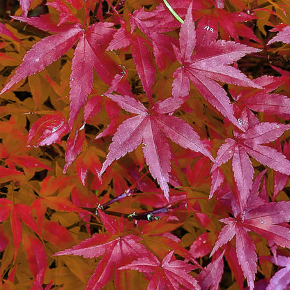 Érable japonais Acer palmatum Pink Dwarf. Gros plan sur les feuilles roses et rouges de l'érable, avec des gouttes de rosée.