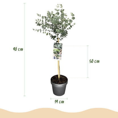 Eucalyptus gunni Azure sur tige, illustration des dimensions : hauteur totale 90 cm, feuillage 50 cm, pot 19 cm de diamètre.
