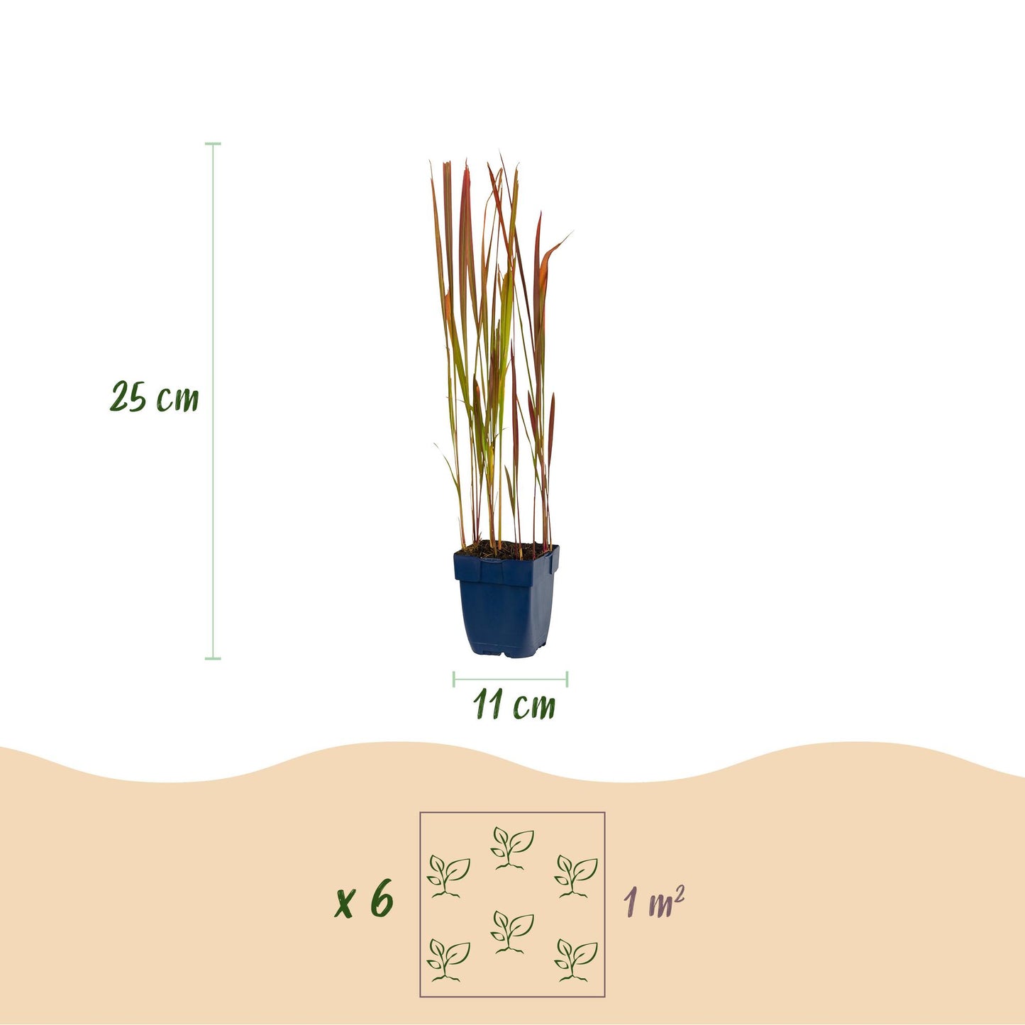Imperata cylindrica Red Baron : Schéma détaillé d'un plant avec ses dimensions (hauteur 25cm, pot 11cm) et l'espacement de plantation recomm