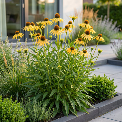 Échinacée jaune au jardin, Echinacea paradoxa