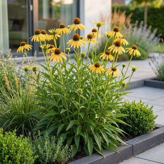 Échinacée jaune au jardin, Echinacea paradoxa