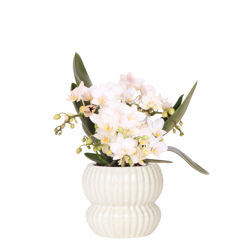 Orchidée Phalaenopsis 'Nazaré' blanche avec cache-pot nervuré arrondi blanc