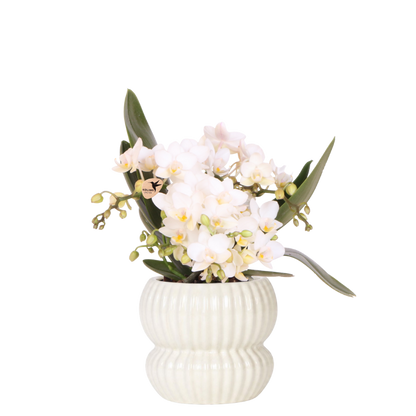 Orchidée Phalaenopsis 'Nazaré' blanche avec cache-pot nervuré arrondi blanc