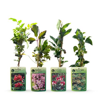 Plantes grimpantes Rainbow en mélange de couleurs - grimpantes fleuries