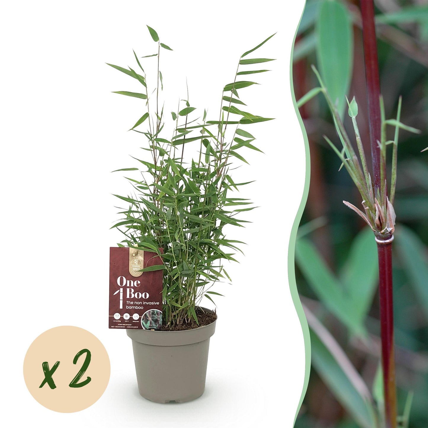 Fargesia Red Dragon : deux plants de bambou non envahissant en pot sur fond blanc, avec un gros plan sur une pousse.