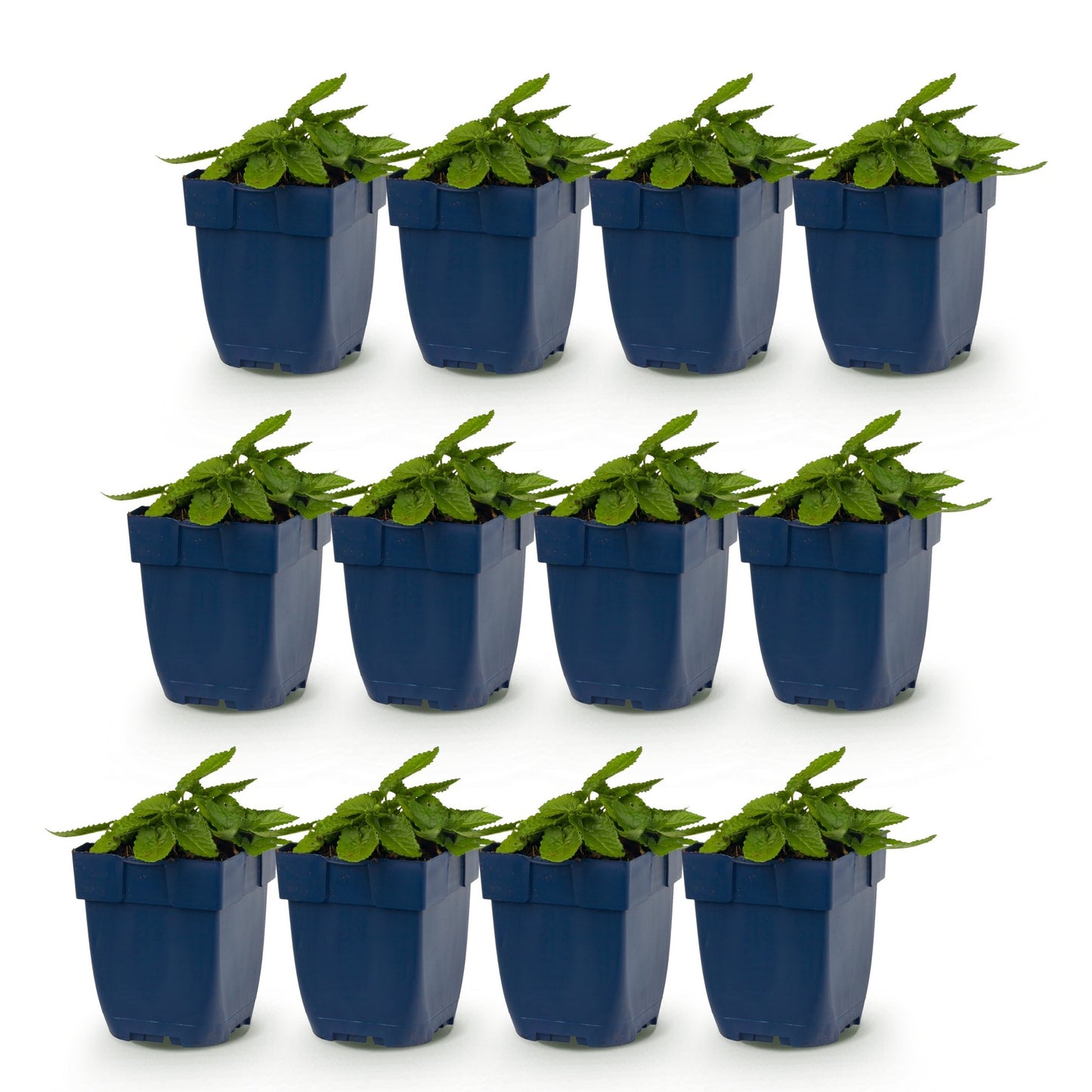 Stachys off. Ukkie, lot de jeunes plants en pots bleus, avec des feuilles vertes, sur un fond blanc uni. Idéal pour une plantation en rocail