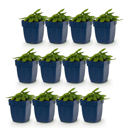 Stachys off. Ukkie, lot de jeunes plants en pots bleus, avec des feuilles vertes, sur un fond blanc uni. Idéal pour une plantation en rocail