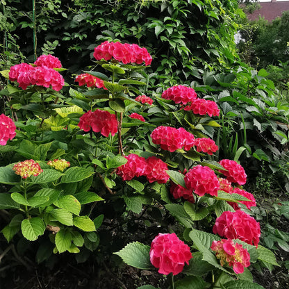 Hortensia de jardin (Hydrangea macrophylla), arbuste fleuri rustique, Pot 17 cm, Hauteur 30 cm