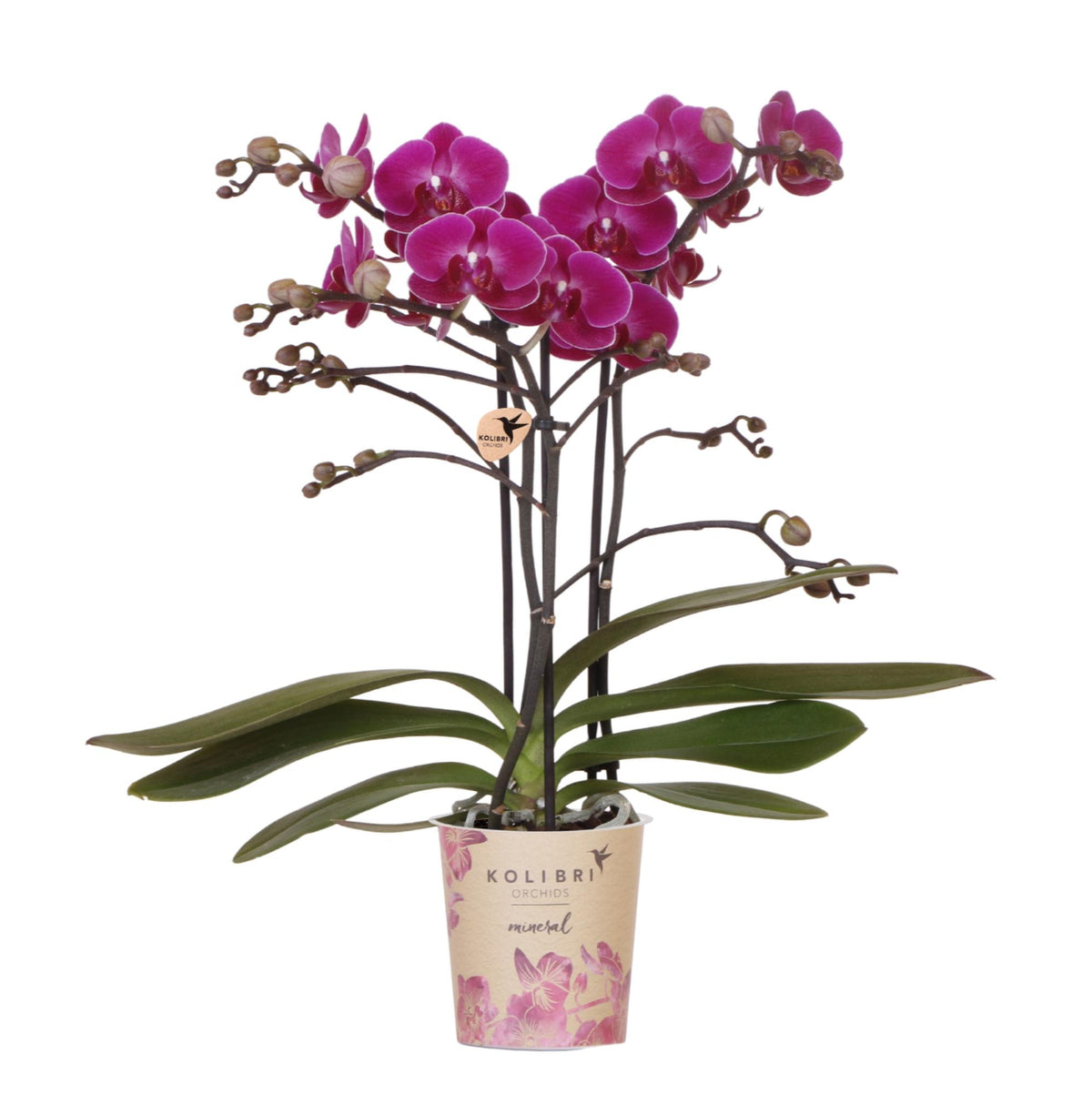 Orchidée Phalaenopsis violette en pot