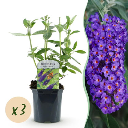 Buddleja davidii Empire Blue, plant en pot avec son étiquette et un gros plan de ses fleurs violettes, bulle "x3" indiquant un lot.