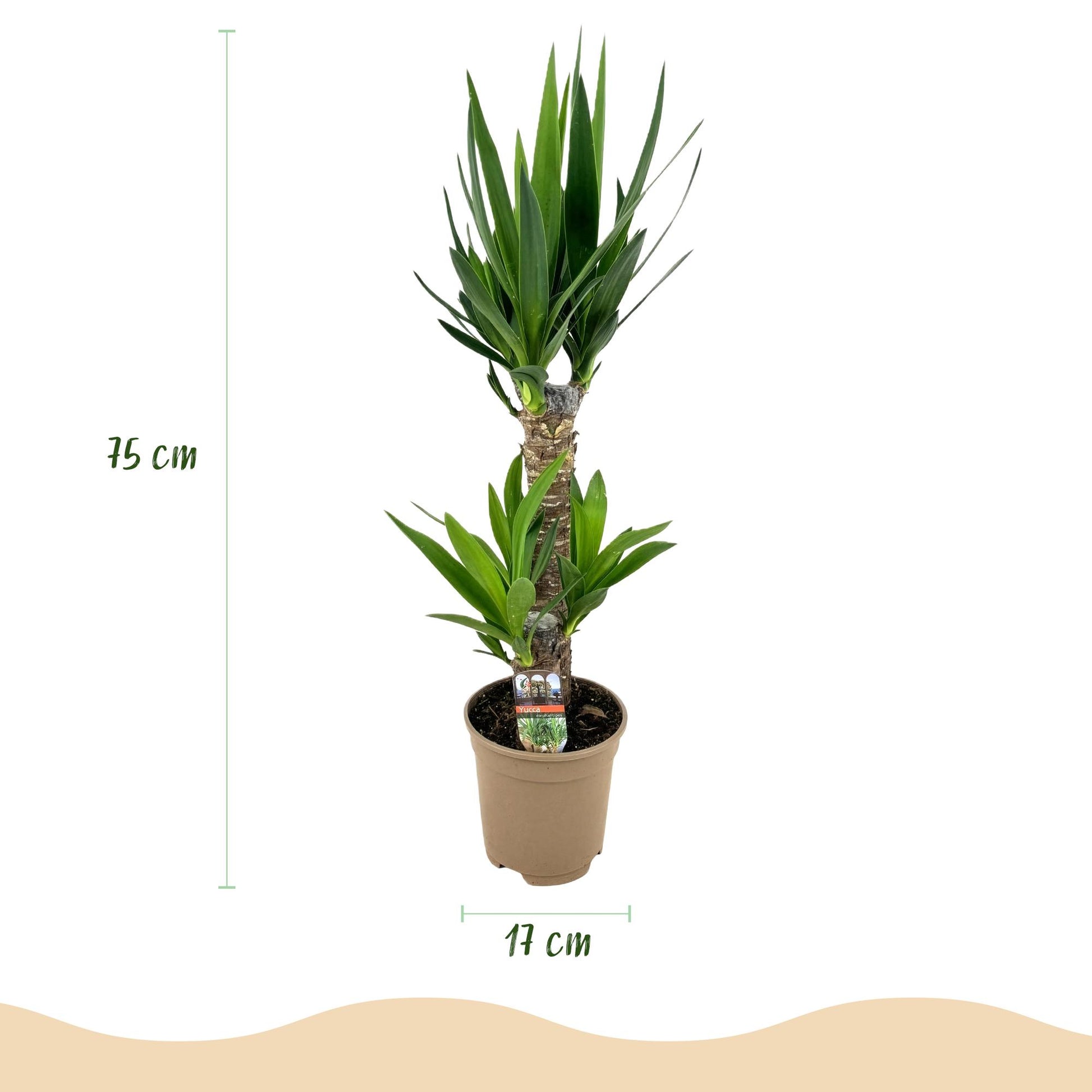 Un Yucca Elephantipes avec deux troncs robustes et des touffes de feuilles vertes, planté dans un simple pot de culture marron