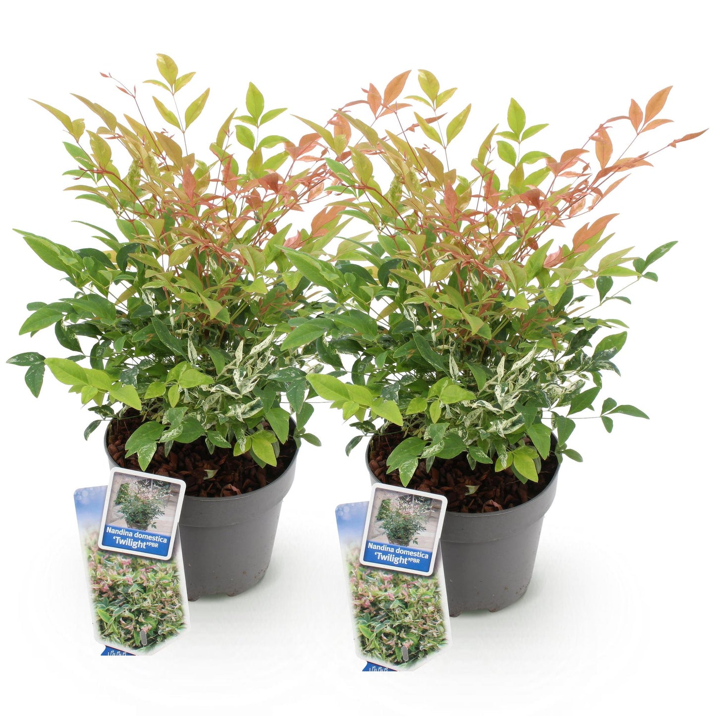 Nandina Twilight, deux plants en pots gris, feuillage panaché vert, blanc et rose-orange, sur fond blanc uni.