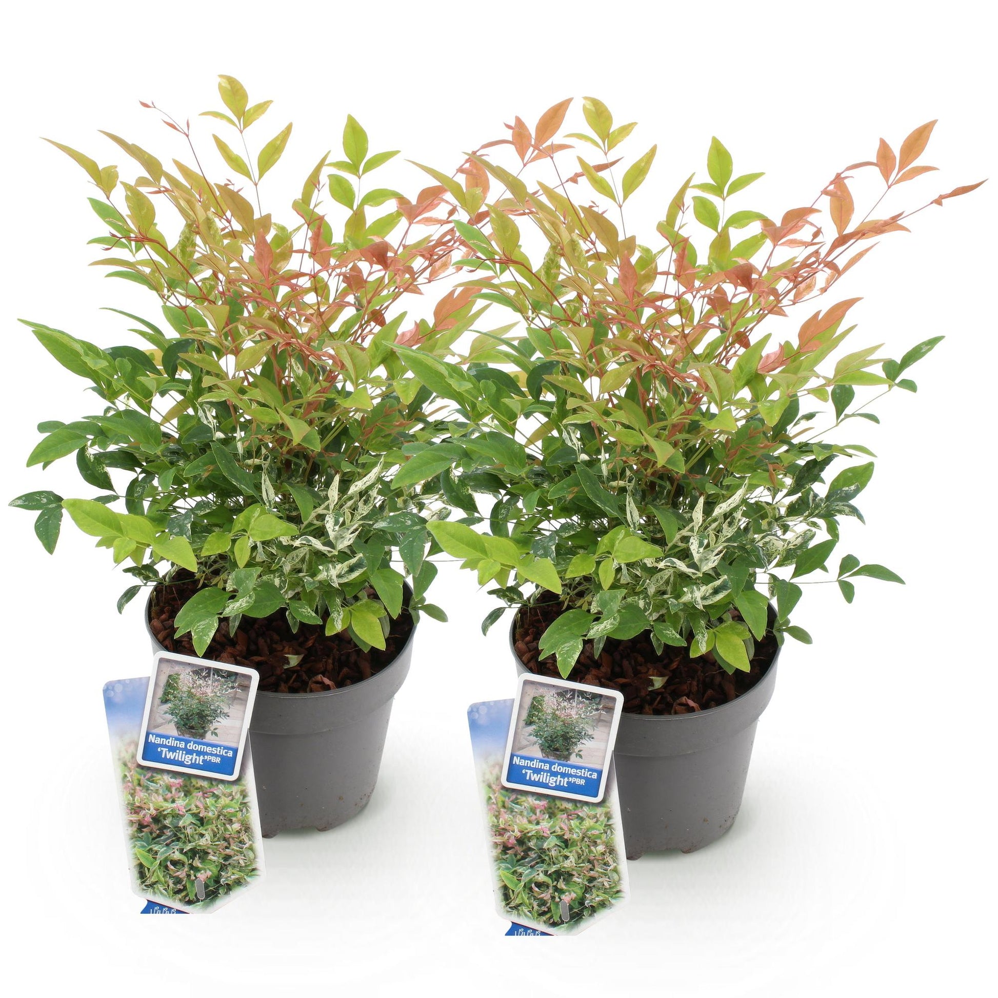Nandina Twilight, deux plants en pots gris, feuillage panaché vert, blanc et rose-orange, sur fond blanc uni.