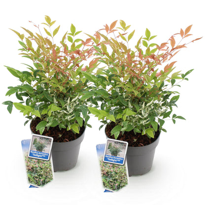 Nandina Twilight, deux plants en pots gris, feuillage panaché vert, blanc et rose-orange, sur fond blanc uni.