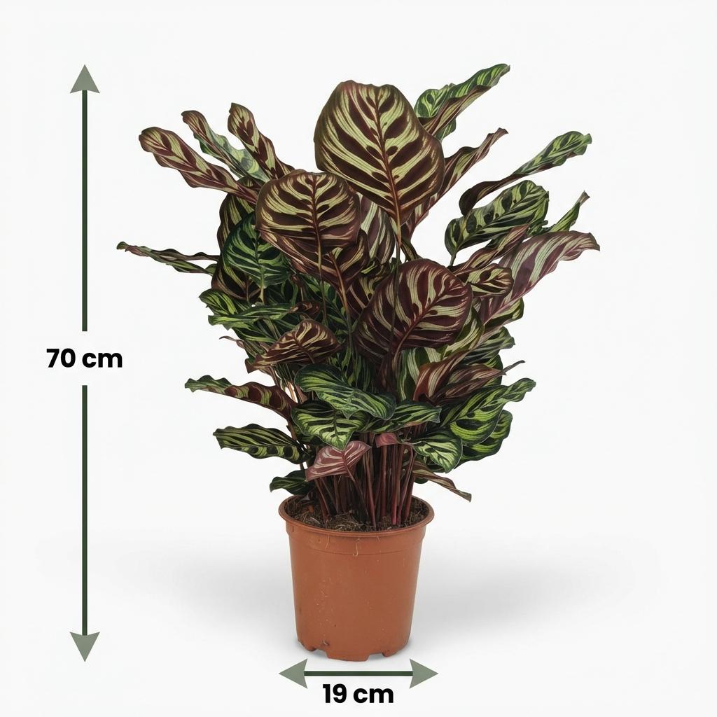 Plante d'intérieur - Plante Paon - Calathea Makoyana - Vert - Entretien facile - 1 Plante - Pot 19cm - Hauteur 70cm