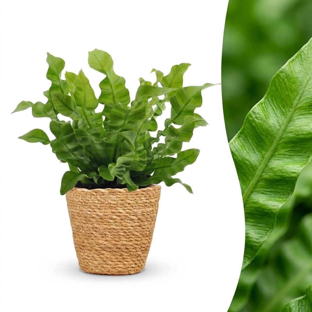 Une élégante fougère Crispy Wave verte et luxuriante présentée dans un cache-pot Panier tissé couleur paille