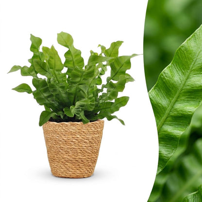 Une élégante fougère Crispy Wave verte et luxuriante présentée dans un cache-pot Panier tissé couleur paille
