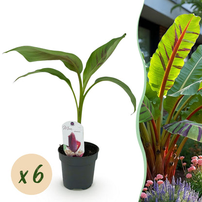Musa sikkemensis Red Tiger : un jeune plant en pot avec une étiquette, vendu par lot de 6, à côté d'une photo d'un bananier adulte en pleine