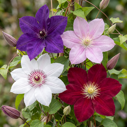 Clématite Rainbow en mélange de couleurs (Clematis) - grimpantes fleuries